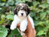 Morkie Yavrular