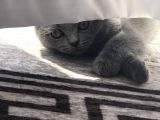 Scottish Fold