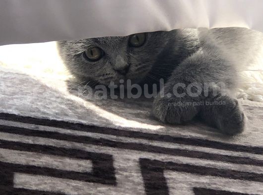 Scottish Fold görsel