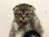 11 Ağustos Doğumlu Scottish Fold Tiger Cinsi Kızıma