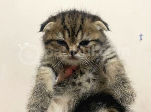 11 Ağustos Doğumlu Scottish Fold Tiger Cinsi Kızıma görsel