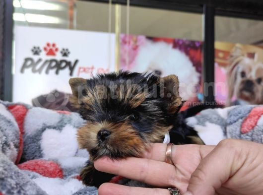 Teacup Yorkshi̇re Terri̇er Bebekler görsel
