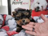 Teacup Yorkshi̇re Terri̇er Bebekler