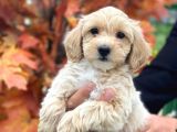 Süper Kali̇te Malti̇poo Bebek