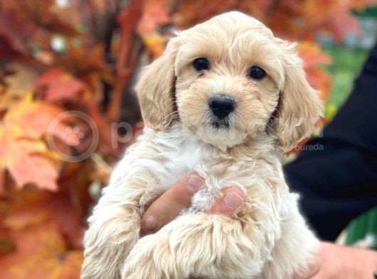 Süper Kali̇te Malti̇poo Bebek