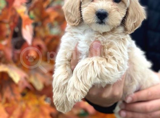 Süper Kali̇te Malti̇poo Bebek görsel