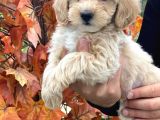 1. Kali̇te Malti̇poo Yavrularımız Mevcuttur