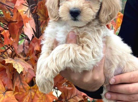 1. Kali̇te Malti̇poo Yavrularımız Mevcuttur