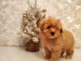 Irk Garanti̇li̇ a Kali̇te Malti̇poo Bebekleri̇mi̇zz