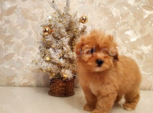 Irk Garanti̇li̇ A Kali̇te Malti̇poo Bebekleri̇mi̇zz