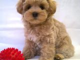 Irk Garanti̇li̇ A Kali̇te Malti̇poo Bebekleri̇mi̇zz