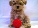 Irk Garanti̇li̇ a Kali̇te Malti̇poo Bebekleri̇mi̇zz