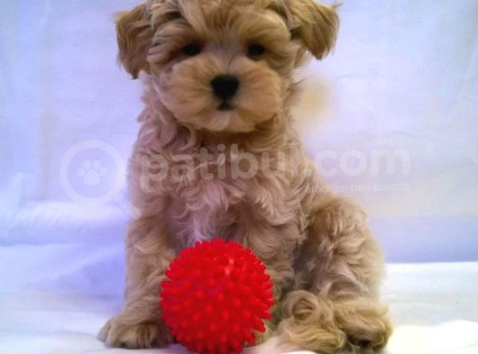 Irk Garanti̇li̇ A Kali̇te Malti̇poo Bebekleri̇mi̇zz