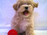 Malti̇poo Bebek a Kali̇te Bebekleri̇mi̇z