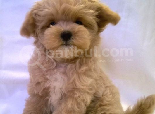 Malti̇poo Bebek A Kali̇te Bebekleri̇mi̇z görsel