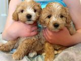 Maltipoo Yavrularımız