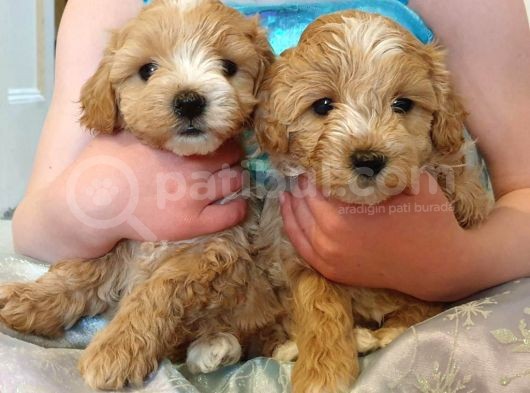 Maltipoo Yavrularımız