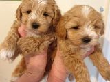 Maltipoo Yavrularımız