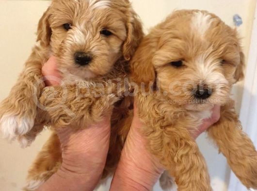 Maltipoo Yavrularımız görsel