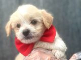 Sağlık Garantili 1.Sınıf Maltipoo Yavrularımız