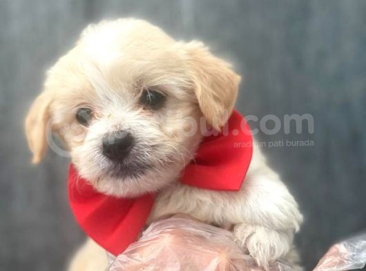 Sağlık Garantili 1.Sınıf Maltipoo Yavrularımız