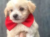 A Kali̇te Malti̇poo Bebekleri̇mi̇z