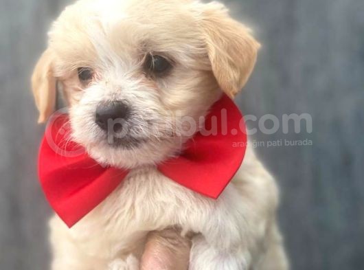 A Kali̇te Malti̇poo Bebekleri̇mi̇z görsel