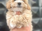 Sağlik Garanti̇li̇ Malti̇poo Bebeklerr