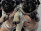 Mi̇ni̇ Boy Pug Bebekler