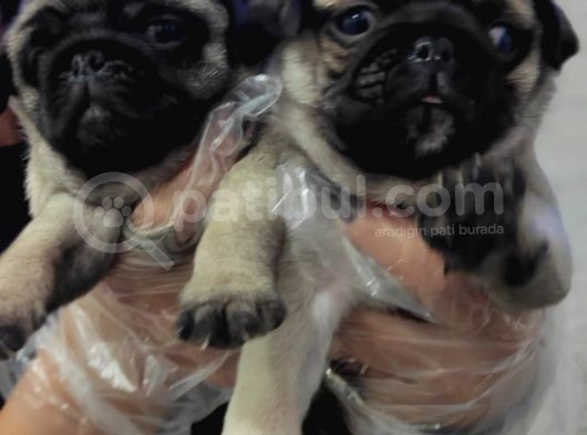 Mi̇ni̇ Boy Pug Bebekler görsel