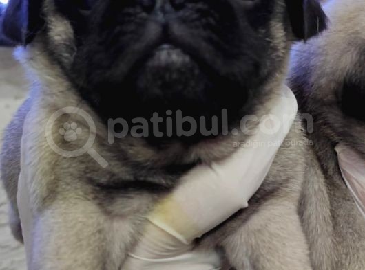 Mi̇ni̇ Boy Pug Bebekler görsel