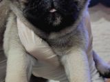 Mi̇ni̇ Boy Pug Bebekler