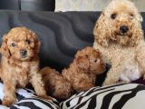 A Kali̇te Poodle Bebekler