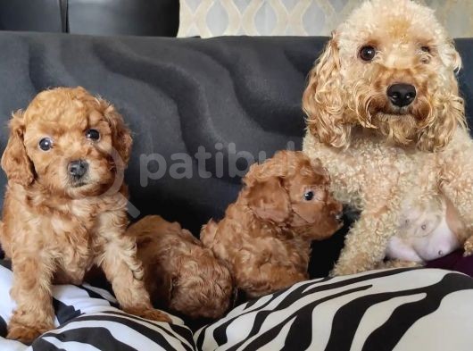 A Kali̇te Poodle Bebekler görsel