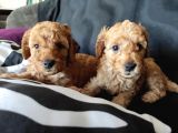 A Kali̇te Poodle Bebekler