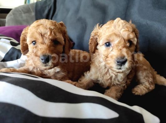 A Kali̇te Poodle Bebekler