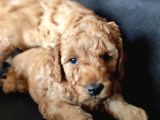 A Kali̇te Poodle Bebekler