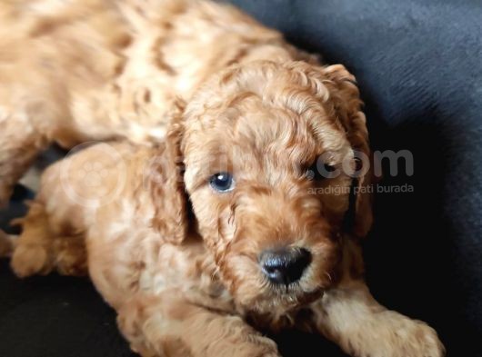 A Kali̇te Poodle Bebekler görsel