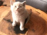 Nadi̇r Renk Fawn Brittish Shorthair
