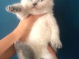 Blue Poi̇nt Erkek Brittish Shorthair