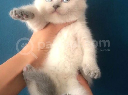 Blue Poi̇nt Erkek Brittish Shorthair