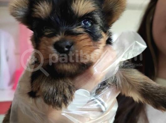 Teacup Yorkshi̇re Terri̇er Bebekler görsel