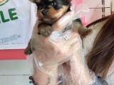 Teacup Yorkshi̇re Terri̇er Bebekler