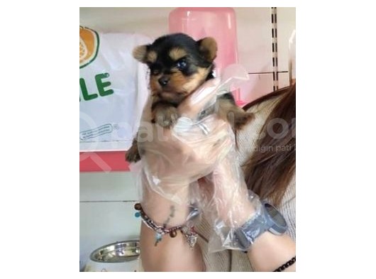 Teacup Yorkshi̇re Terri̇er Bebekler görsel