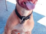 Safkan Pitbull