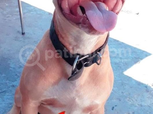 Safkan Pitbull görsel