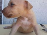 Safkan Pitbull