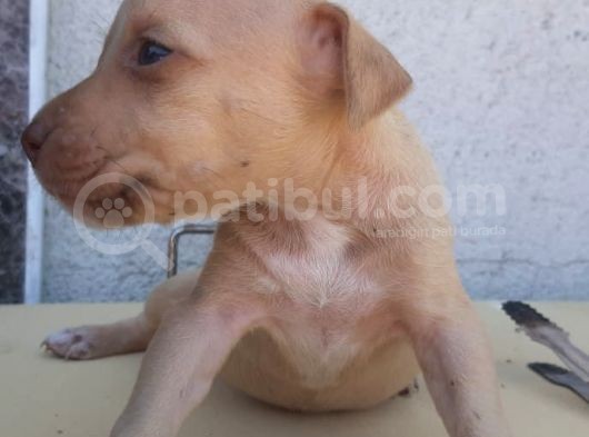 Safkan Pitbull