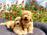 Muhteşem Mi̇nyatür Labradoodle Yavrularımız