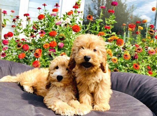 Muhteşem Mi̇nyatür Labradoodle Yavrularımız
